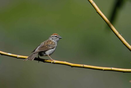 Bird sparrow photo