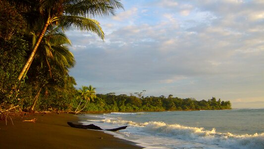 Jungle sunset waves
