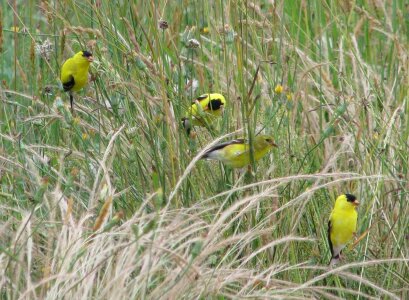 American Carduelis carduelis grass plants