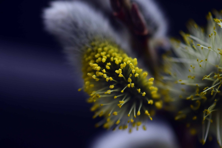 Beautiful Flowers blooming blossom