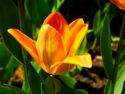 Orange background spring blossom