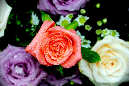 Pink Rose Flowers