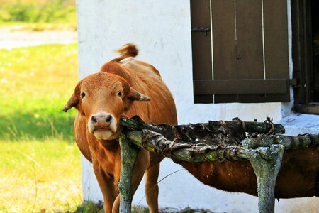 Animal farm red photo