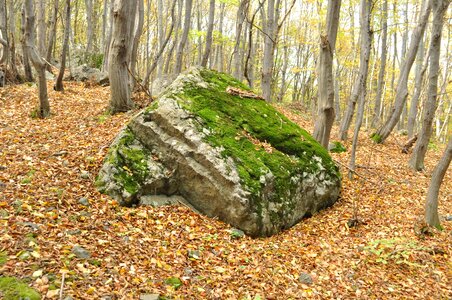 Forest stone nature photo