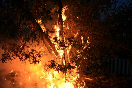 Spreading smoke tree burning photo