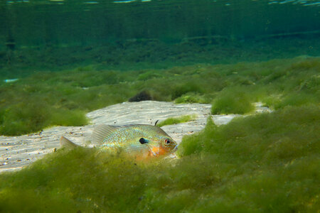 Redbreast Sunfish