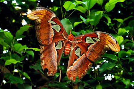 Animal arthropod beautiful photo