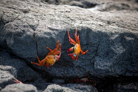 Red Crabs On Rocks photo