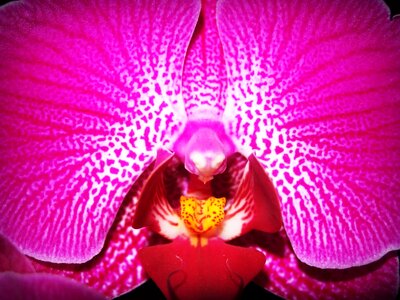 Beautiful beautiful flowers beautiful image