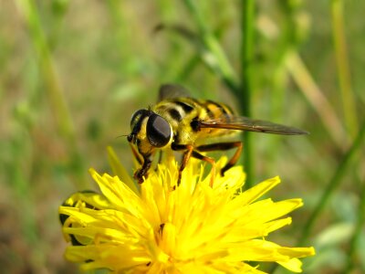 Flowers dandelion summer
