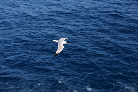 Gull bird ocean photo