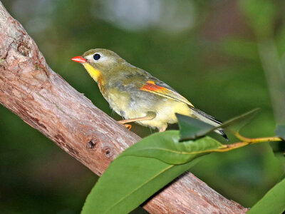 Red-billed Leiothrix