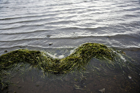 Eelgrass in water at Izembek National Wildlife Refuge