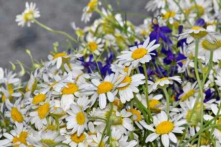 Chamomile flower plant