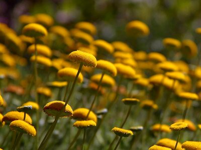 Button flowers yellow