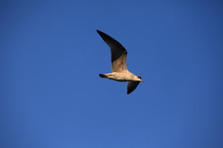 Seagull bird blue sky photo