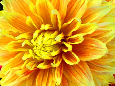 Beautiful beautiful flowers biology