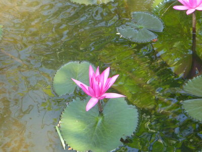 Lotus photo