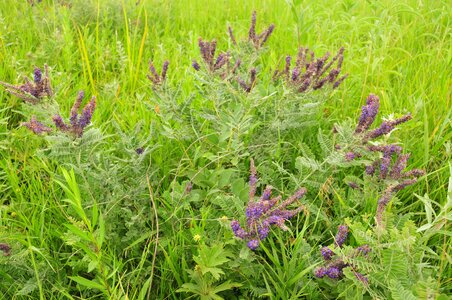 Amorpha guide plant