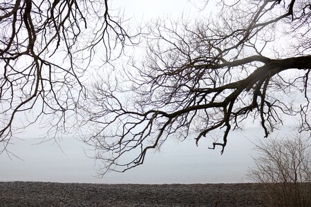 Branches dead trees dirt road photo