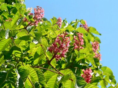 Chestnut flowers pink photo