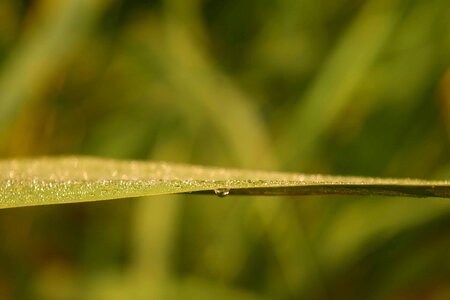 Detail dew droplet photo