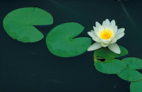Blossom lily lily pad photo