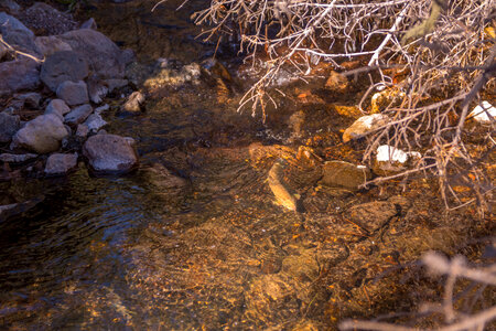 Gila trout-2 photo