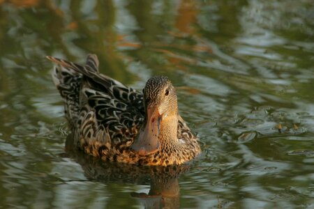 Anas Clypeata duck female photo