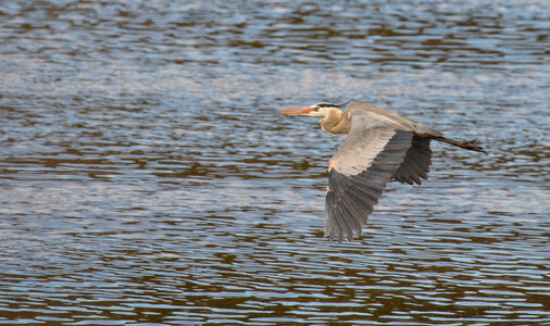 Great blue heron photo