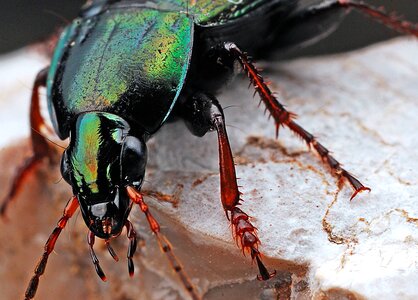 Animal beautiful photo bug