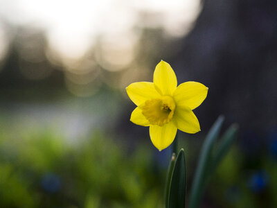 Single Yellow Daffodil Narcissus Blooming Flower photo