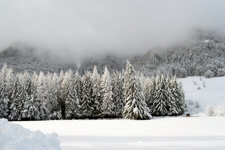 Wonderland forest cold photo