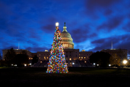 Capitol Christmas Tree with Lights photo