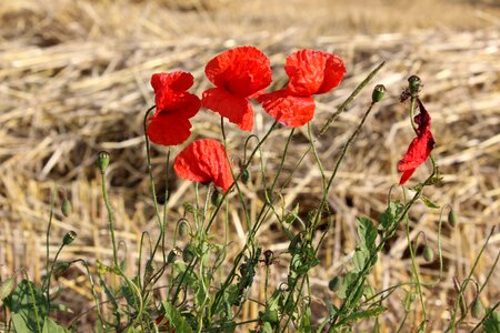 Country flowers nature