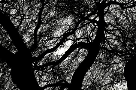 Season tree trees