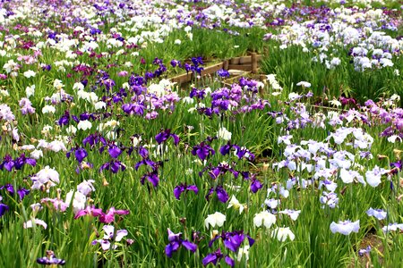 Agriculture beautiful flowers bloom photo