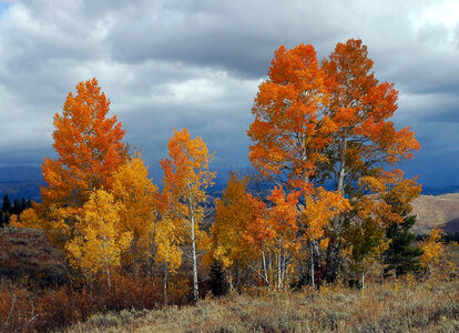 Aspen trees on the hillside