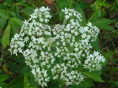 Wildflowers Hikes in Smoky Mountains