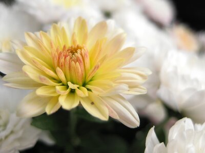 Autumn ornamental plant blossom