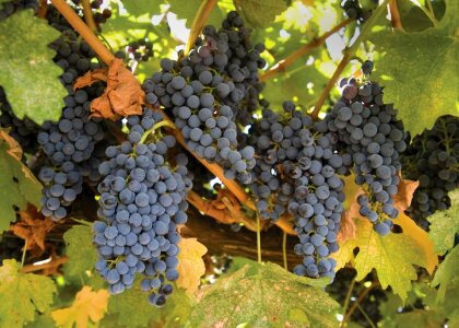 Vineyard fruit grapevine