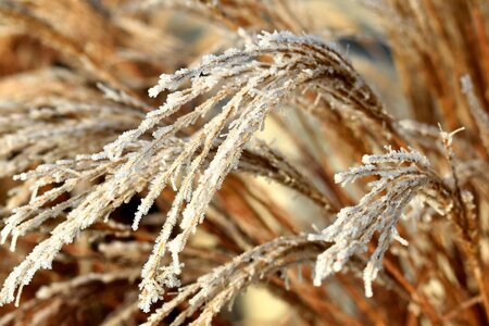 Agriculture beautiful photo cereal