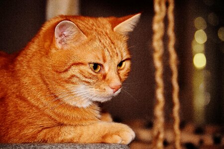 Adorable animal cat