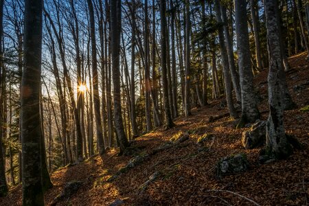 Tree sun autumn photo