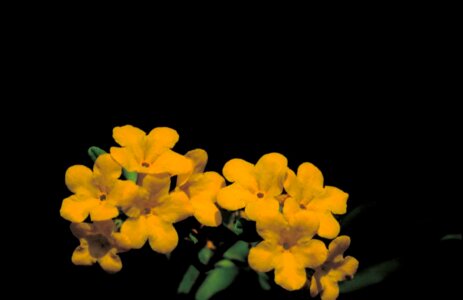 Batschia Linearifolia blossoming plant