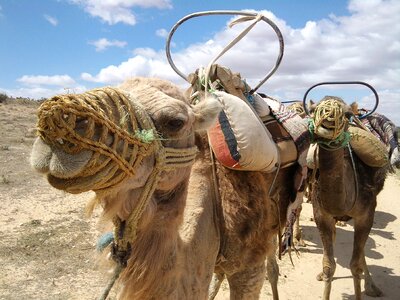 Head tunisia animal photo