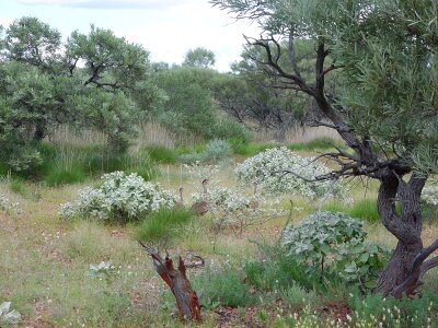 Bird bush 