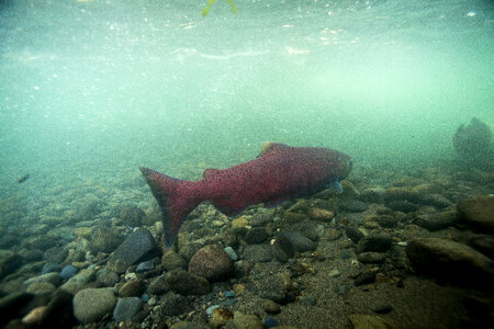 Chinook salmon migrating-2