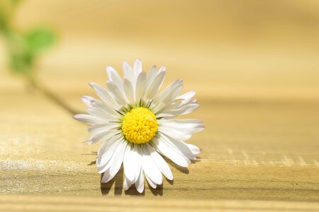 Beautiful Flowers bloom blooming