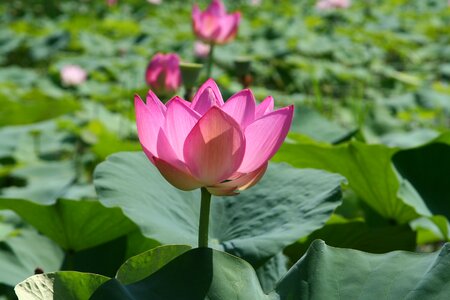 Pinning pond plants water lilies photo